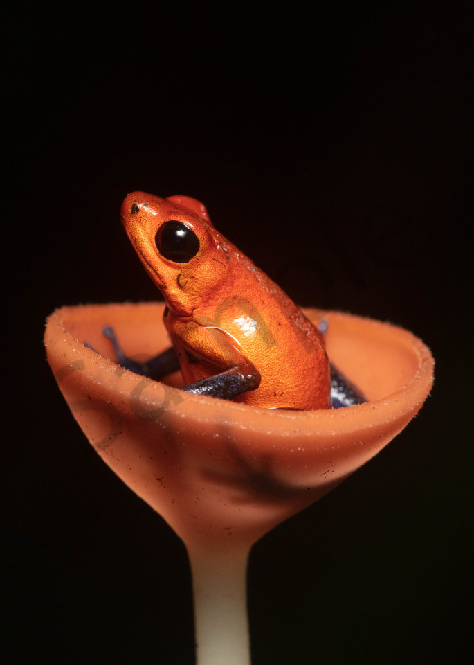 Strawberry Or Blue Jean Poison Dart Frog In Mushroom Photography Art | John Martell Photography