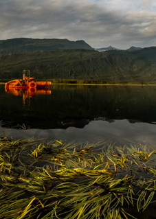 Orange "monster" in Alaskan Lake
