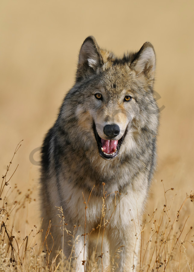 Wild GRAY WOLF (Canis lupus).  Greater Yellowstone Ecological Area.  Fall.