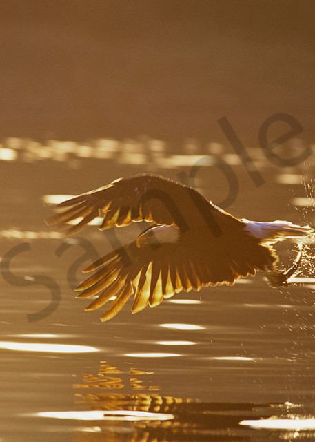 Bald Eagle catching fish at sunrise.  Pacifc Northwest.