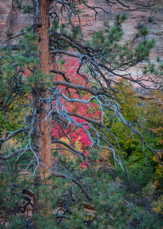 Some of the bright Fall colors hidden in Zion National Park