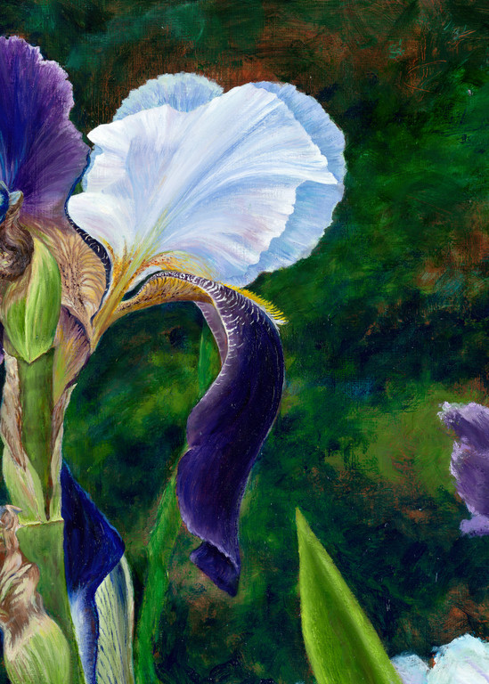 Blooming Purple Iris Painting & Prints | Roxana Sinex Art