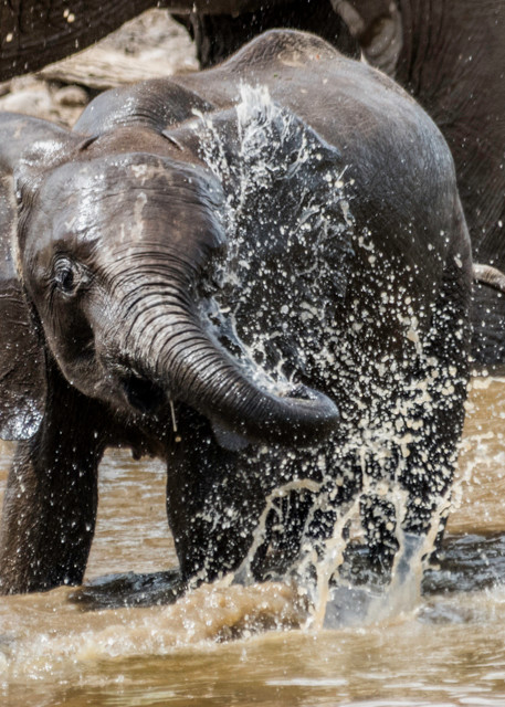 Baby elephant splashing water