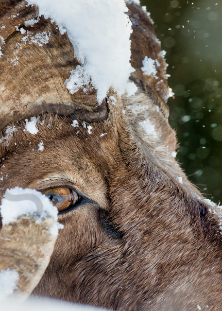 Bighorn Sheep | Robbie George Photography