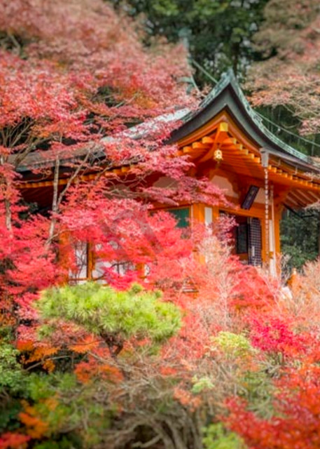 Fine art photograph of a Japanese Shrine hidden in a sea of red leaves by Ivy Ho