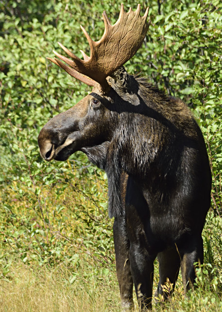 Bull Moose in Profile
