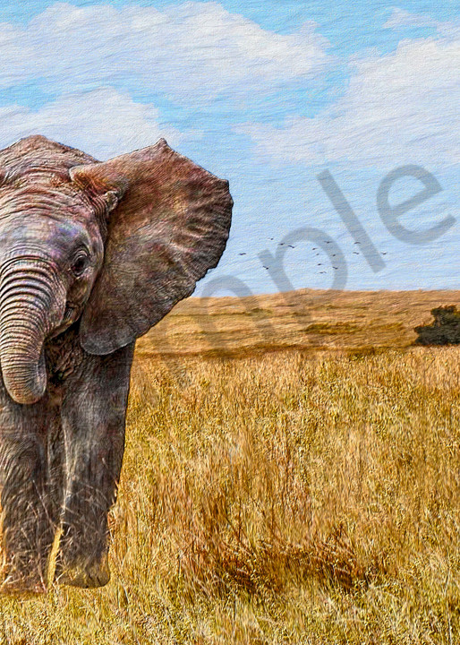 Baby Elephant On The Plains - The Gallery Wrap Store