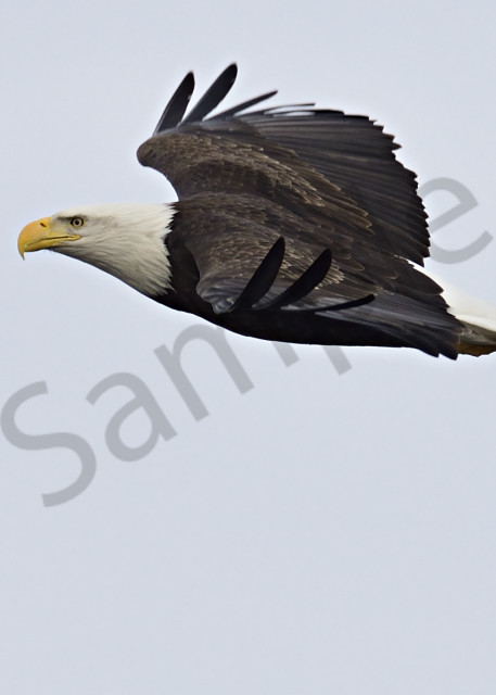 Eagle In Flight Art | LHR Images