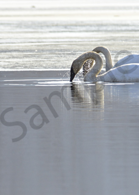 Pair Of Trumpeter Swans Art | LHR Images