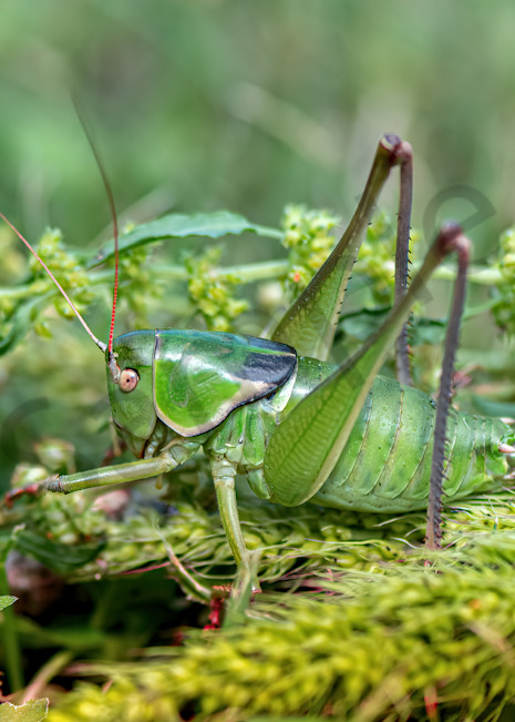 camo grasshopper
