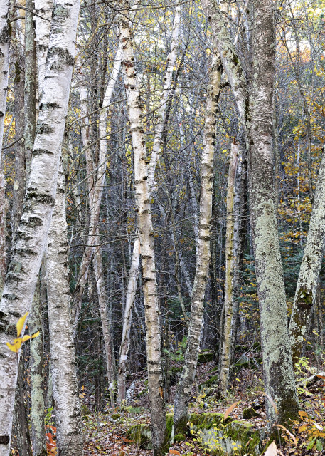 Birch Trees Photography Art | LHR Images