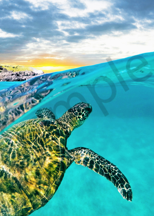 This photo is of a green sea turtle swimming near the surface of the warm Maui waters of Mokuleia. This over/under shot was taken at sunset on a beautiful and clear evening.