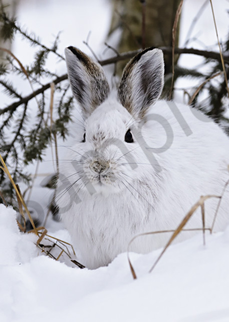 Snow Shoe Hare Photography Art | LHR Images