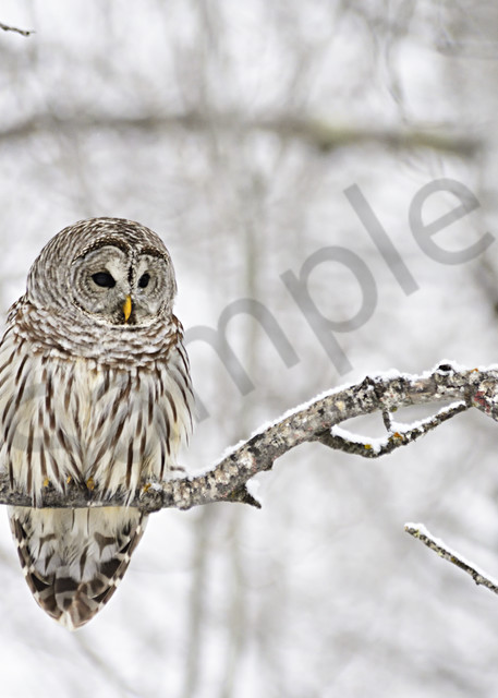 Barred Owl Photography Art | LHR Images