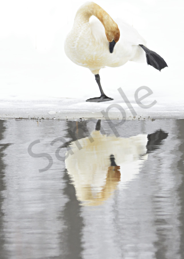 Yoga For Swans Art | LHR Images