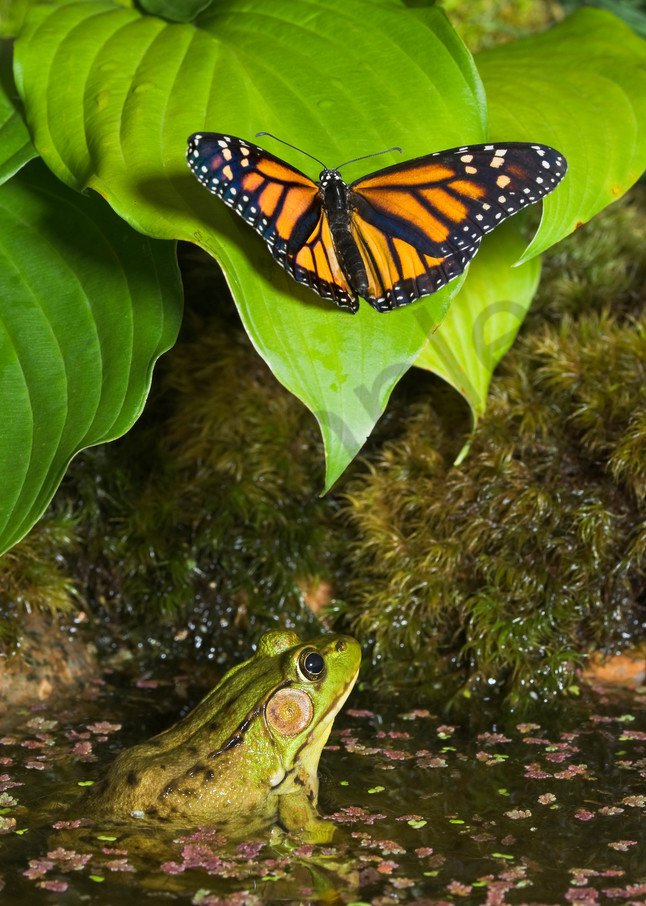 Monarch Butterfly (Danaus plexippus) lands on leave to drink water drops while Green Frog (Rana clamitans melanota) watches from water for opportunity to attack.  Summer. Nova Scotia, Canada.