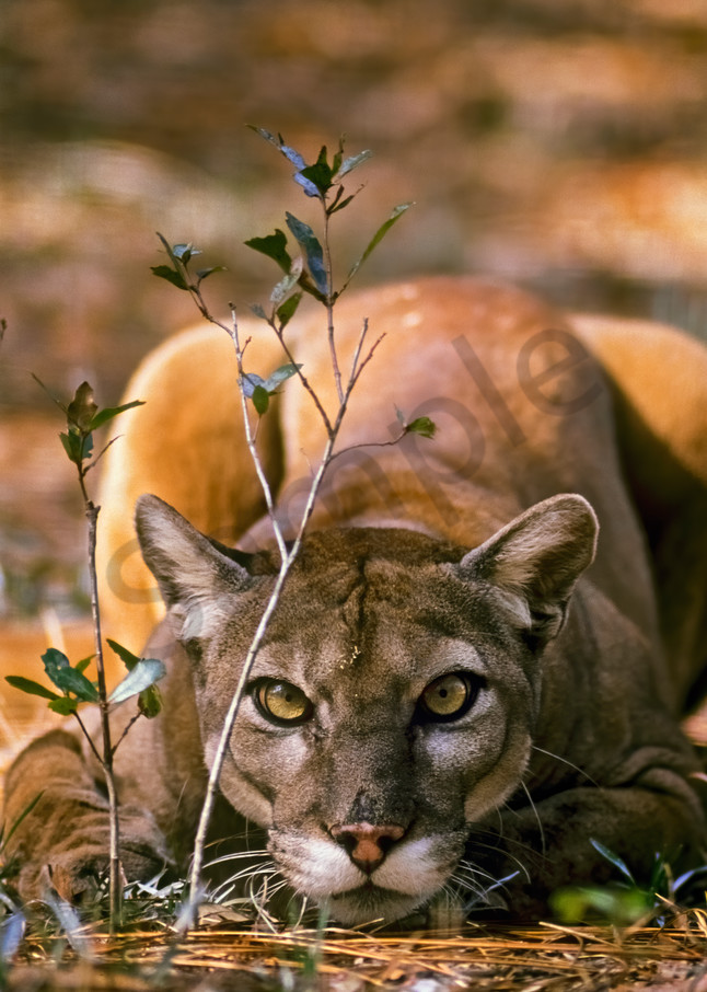 Florida Panther (Puma concolor coryi) in Southern Florida.  Endangered species.