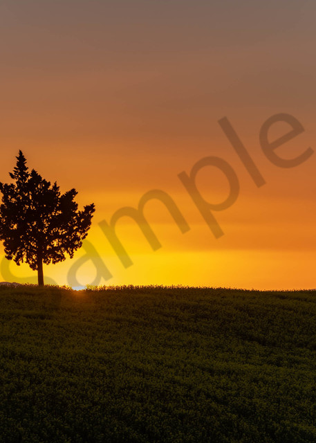 Lone tree mustard field sunset
