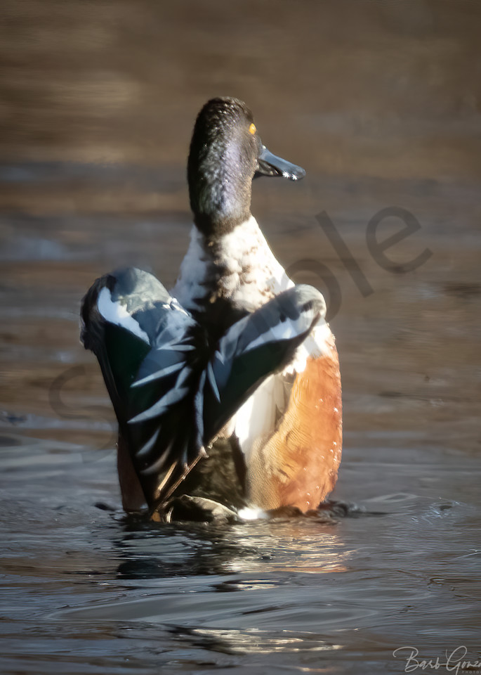 Heart Winged Duck Photography Art | Barb Gonzalez Photography