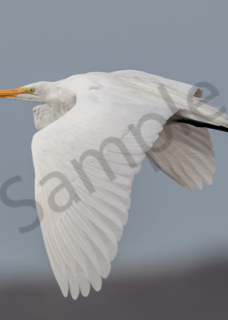 Close White Egret in flight with lowered wings photo for sale by Barb Gonzalez Photography