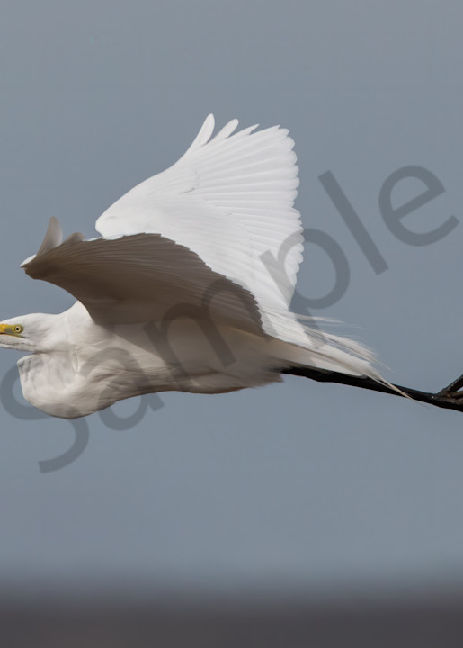White Egret In Flight  Photography Art | Barb Gonzalez Photography