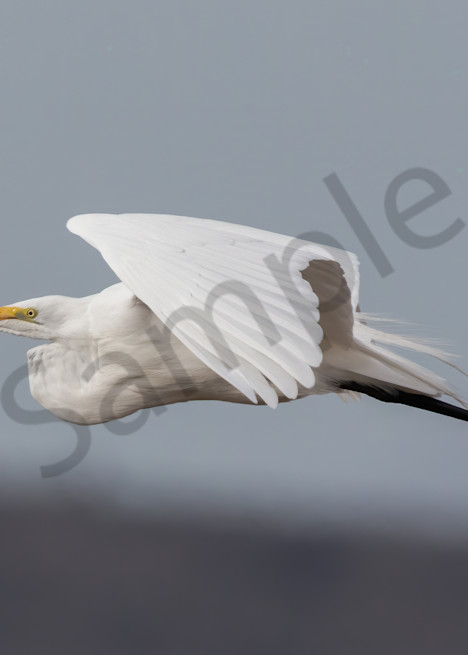 Soaring close up of white egret in flight photo for sale by Barb Gonzalez Photography.