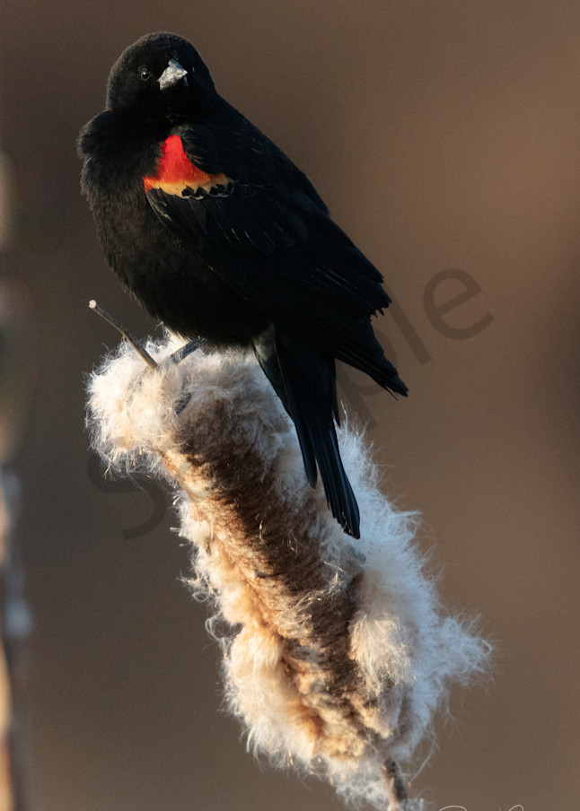 Red Winged Black Bird Photography Art | Barb Gonzalez Photography