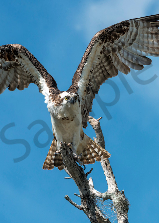 Photography By Festine Osprey getting ready to take flight