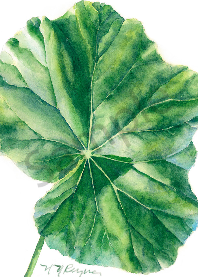 Single Begonia Leaf Art | Nancy Reyna Fine Art