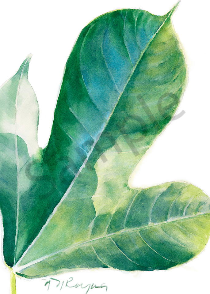 Single Jatropha Leaf Art | Nancy Reyna Fine Art