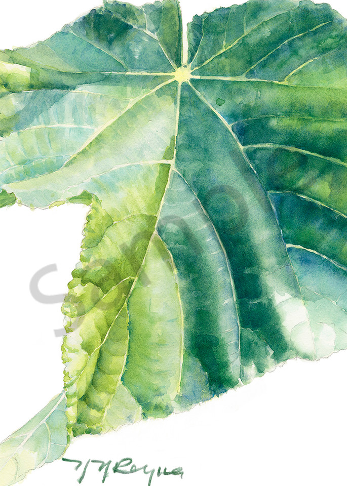 Single Dombeya Leaf Art | Nancy Reyna Fine Art
