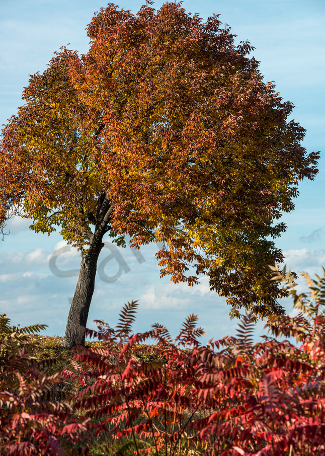 Photography By Festine autumn color at Thatcher Park