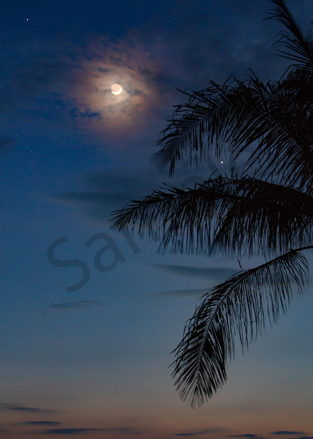 moon, palm tree, stars