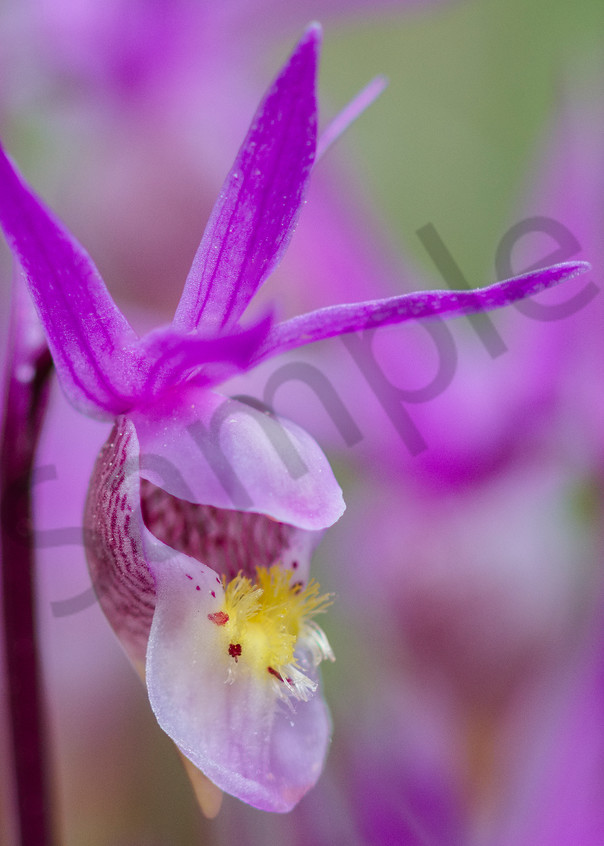 Calypso Orchid or Fairyslipper wildflower