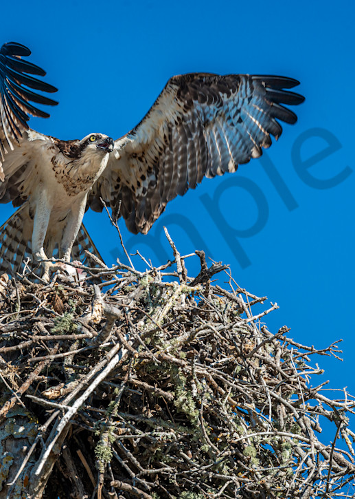 Large osprey nest Photography By Festine
