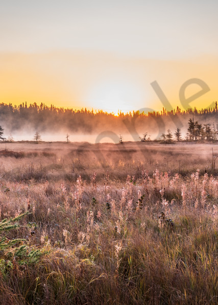 Meadow Morning Art | Andrew Collett Photography