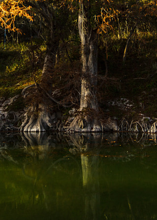 Guadalupe River, River, Cypress, trees, roots