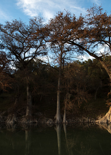 photo, cypress trees, Guadalupe River,  Texas Hill Country, blue, sky