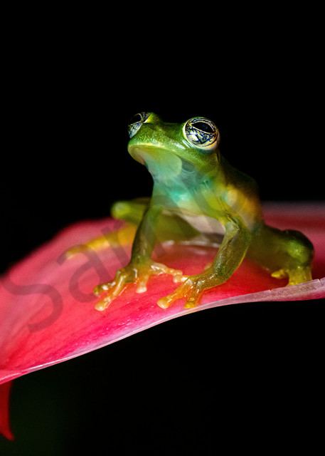 Glossy Glass Frog Photography Art | Feather Flare Photography