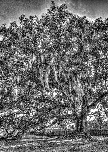 Tree Of Life Bw Photography Art | Zakem Art LLC