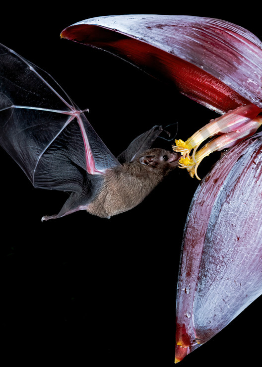 Nectar Bat Photography Art | Feather Flare Photography