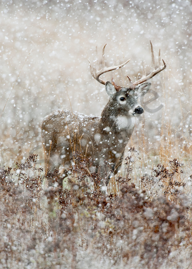 White-tailed Deer Buck on a cold, wet, snowy November day.