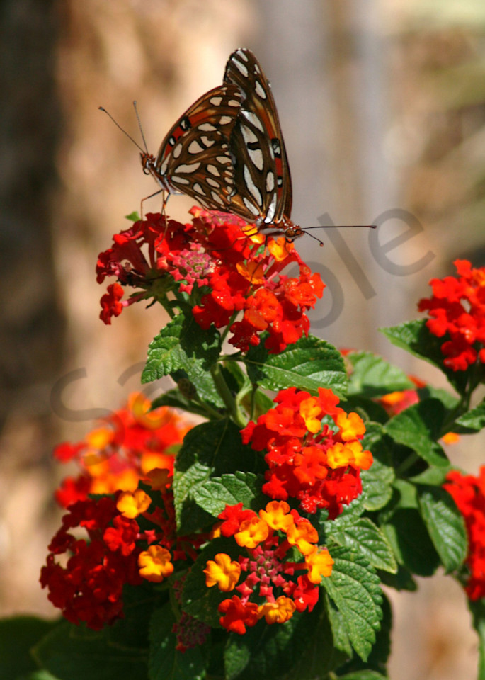 Butterfly Duet Photography Art | It's Your World - Enjoy!
