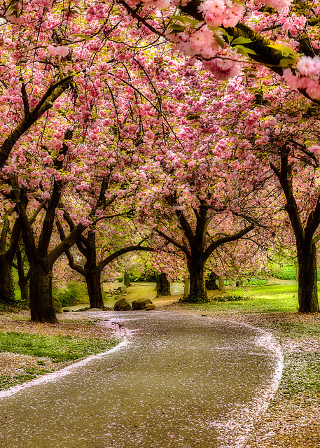 Trail through cherry blossom trees