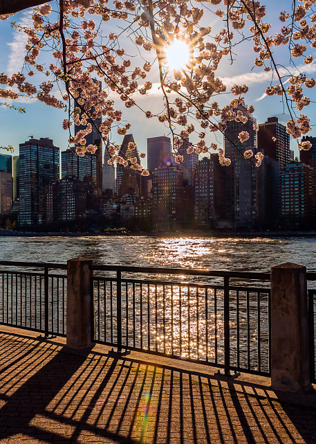 Cherry blossoms above Manhattan skyline