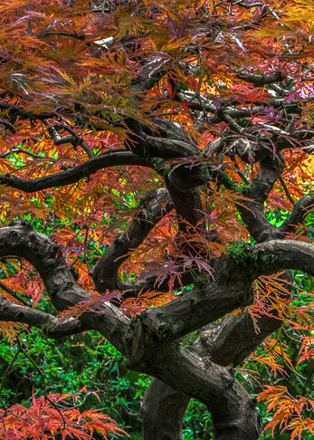Photograph of a Japanese Maple with brilliant colored leaves