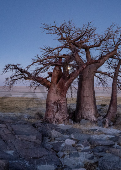 Moonlight Bathes The Baobabs Photography Art | Tolowa Gallery