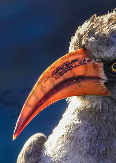 Red Billed Hornbill Photography Art | Tolowa Gallery