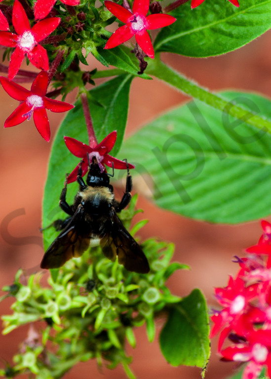 Worker Bee Photography Art | It's Your World - Enjoy!