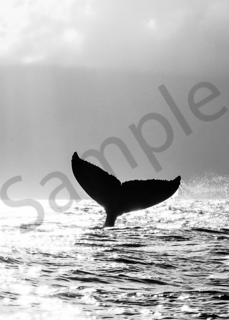 This Is A Black And White Photograph Of A Humpback Whale Tail In The Pacific Ocean